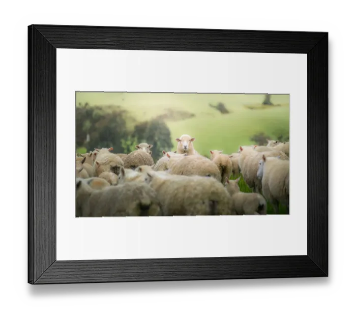 Framed Print : a sheep staring at camera Framed Print : a sheep staring at camera