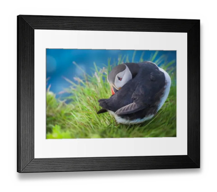 Framed Print : Puffins with shy acting Framed Print : Puffins with shy acting