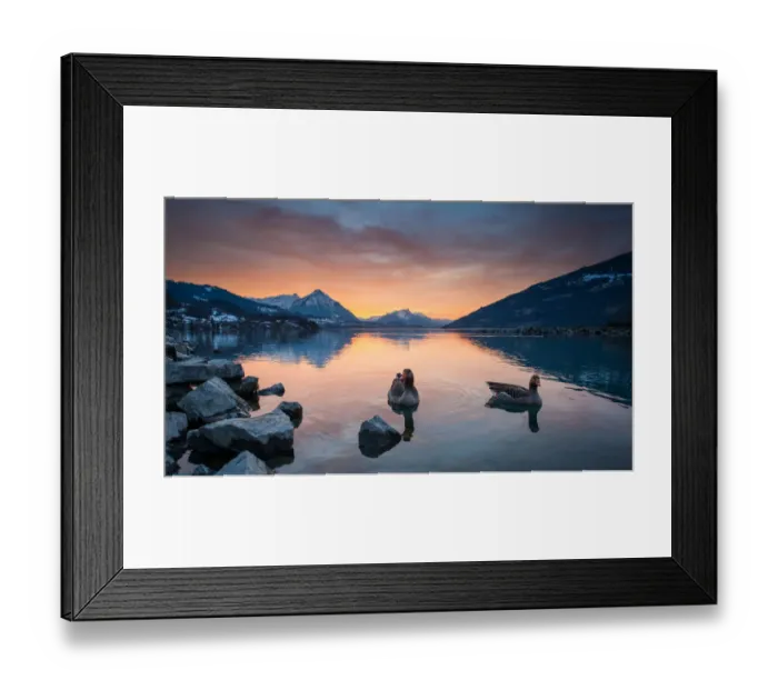 Framed Print : Evening at lake thun with geese floating over