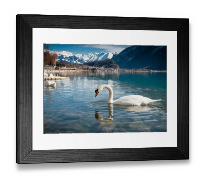 Framed Print : Swan floating over lake Brienz Framed Print : Swan floating over lake Brienz