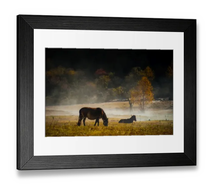 Framed Print : Resting horses in grass field Framed Print : Resting horses in grass field