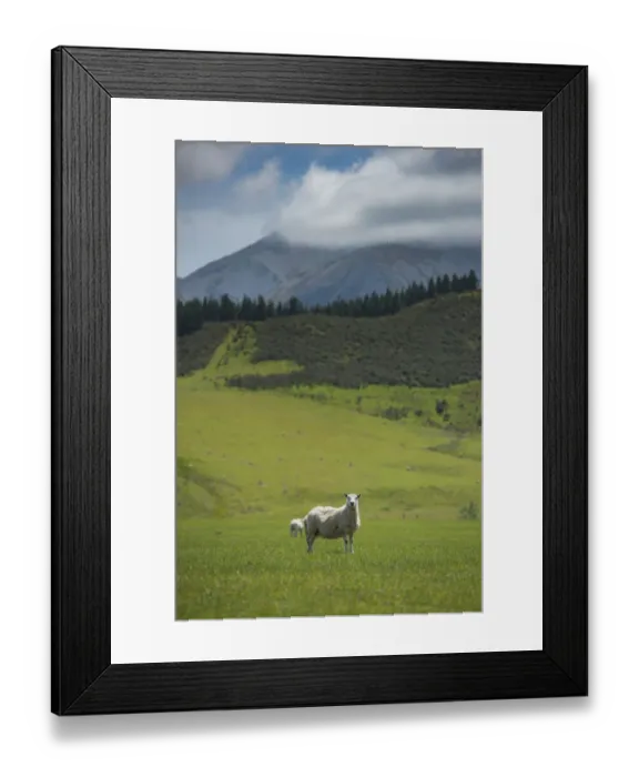 Framed Print : New Zealand sheep on a grass field