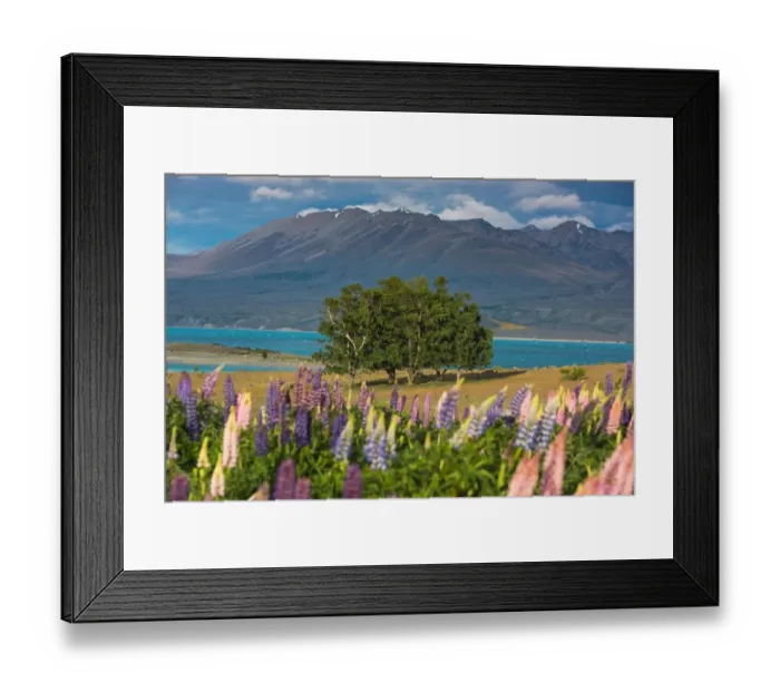 Framed Print : group of trees and lupines field at Lake Tekapo Framed Print : group of trees and lupines field at Lake Tekapo