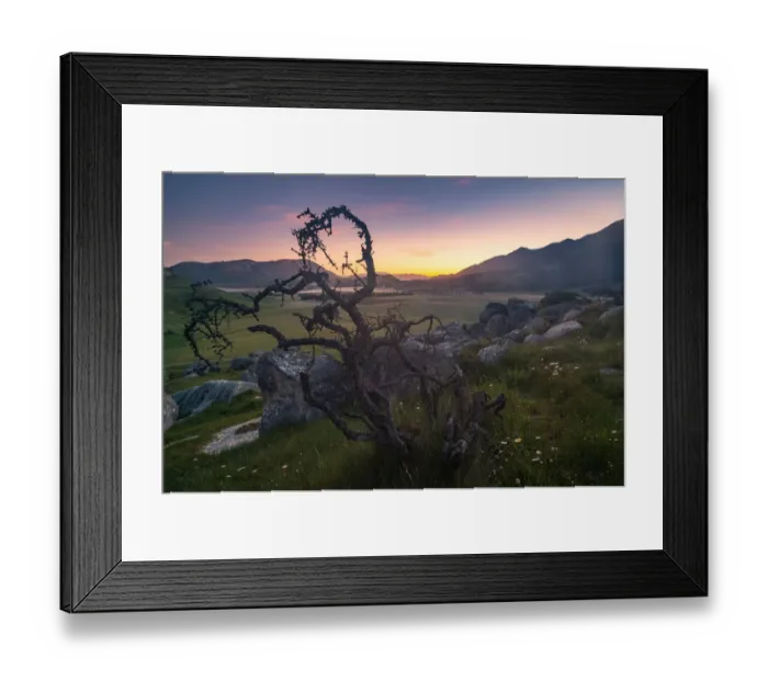 Framed Print : tree trunks on Castle hill landscape Framed Print : tree trunks on Castle hill landscape