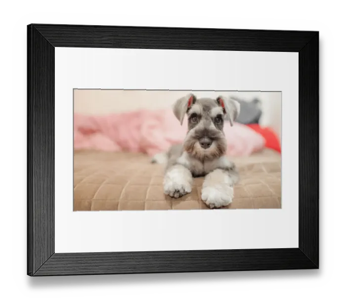 Framed Print : Miniature schnauzer sitting on a bed