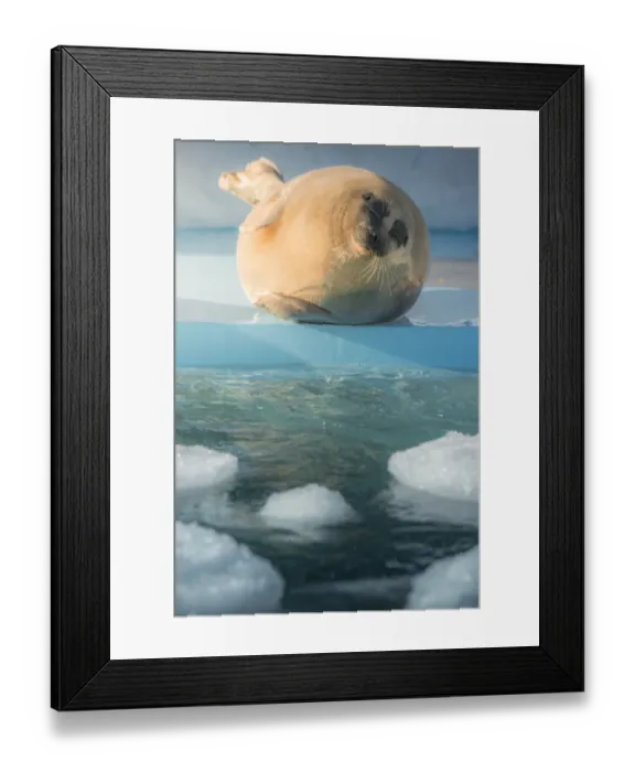 Framed Print : Happy Seal in Hokkaido