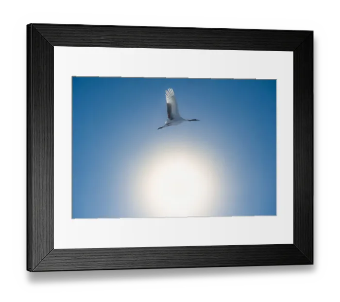 Framed Print : A Red-crowned Crane fly over the sunshine Framed Print : A Red-crowned Crane fly over the sunshine