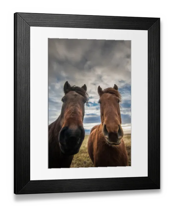 Framed Print : Icelandic horses looking at camera Framed Print : Icelandic horses looking at camera