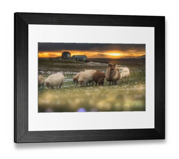 Framed Print : a sunset landscape with sheep herd in Iceland Framed Print : a sunset landscape with sheep herd in Iceland