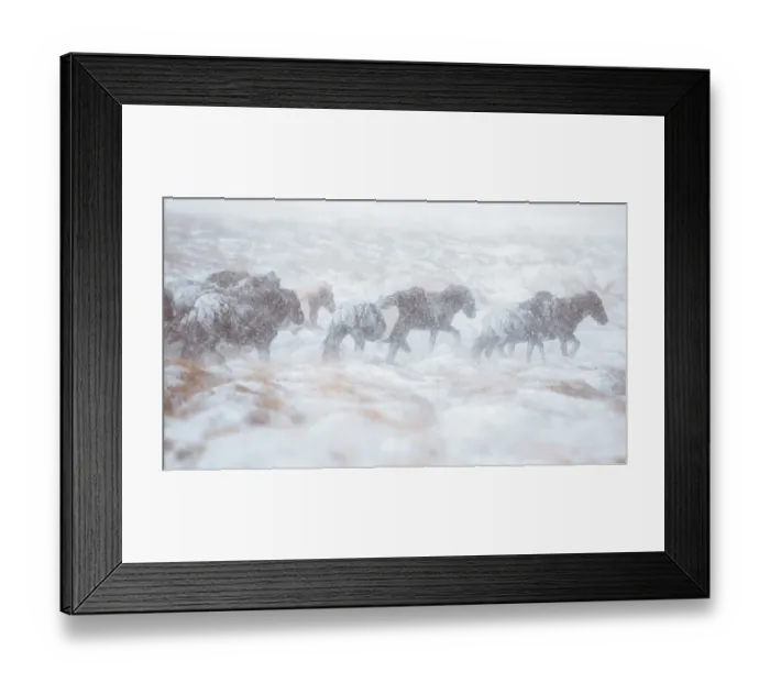 Framed Print : Horse herd running through snow storm Framed Print : Horse herd running through snow storm