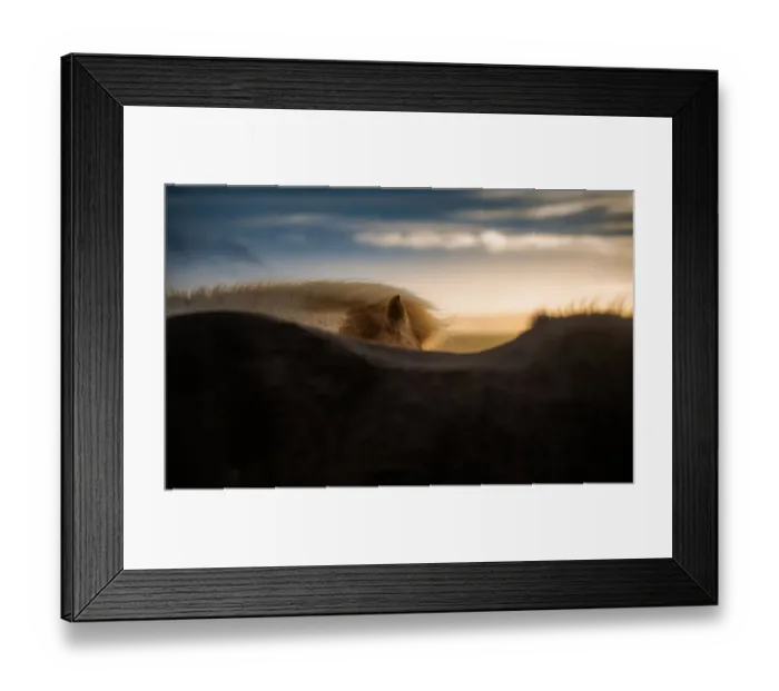 Framed Print : Beautiful Icelandic horse mane Framed Print : Beautiful Icelandic horse mane