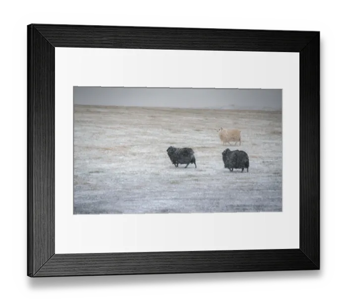 Framed Print : Sheep on a snow field Framed Print : Sheep on a snow field