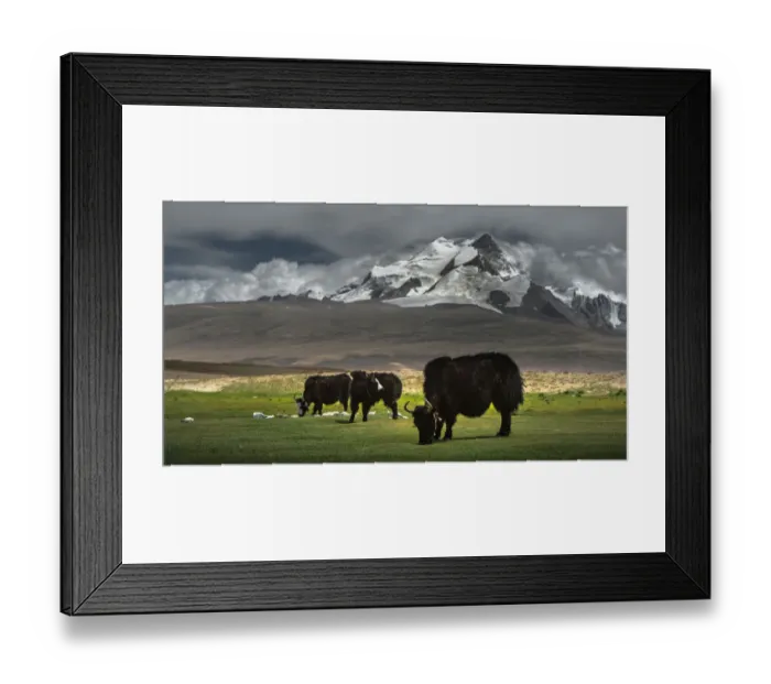 Framed Print : Yaks of Himalayas Framed Print : Yaks of Himalayas