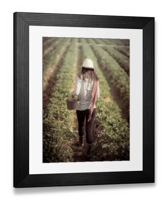 Framed Print : Woman walking in strawberry field Framed Print : Woman walking in strawberry field