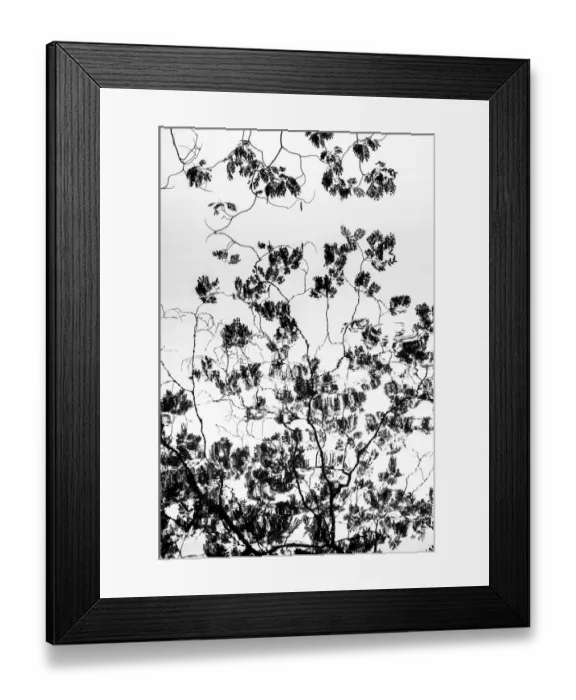 Framed Print : reflection of Rain tree branches in water