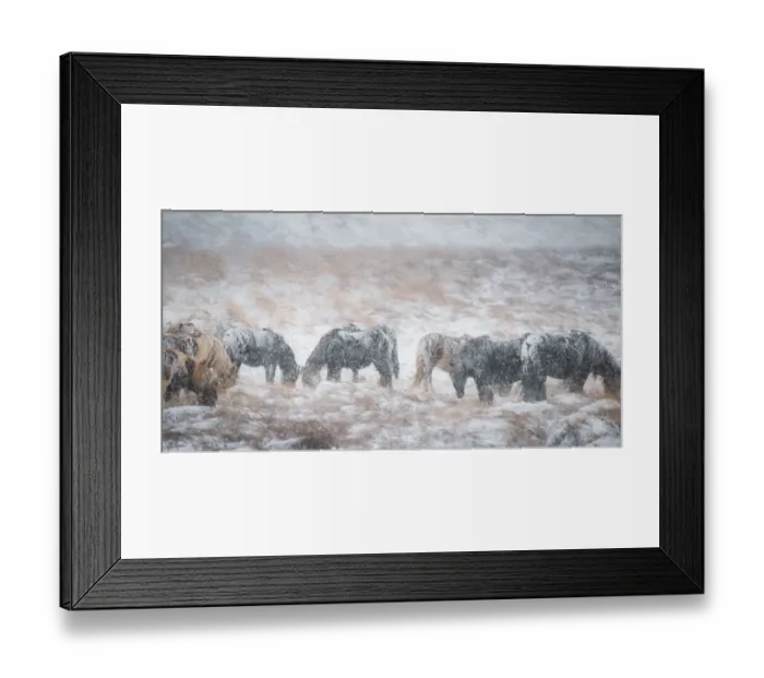 Framed Print : Icelandic horse on a snow field