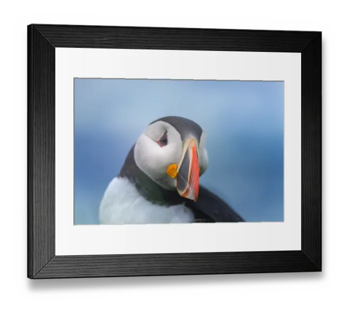 Framed Print : Atlantic Puffin at Latrabjarg, Iceland