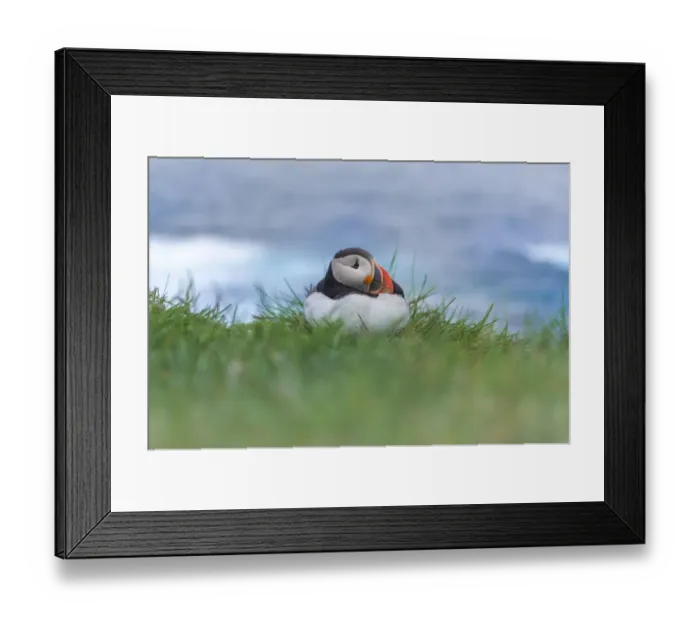 Framed Print : Atlantic Puffin at Latrabjarg, Iceland Framed Print : Atlantic Puffin at Latrabjarg, Iceland