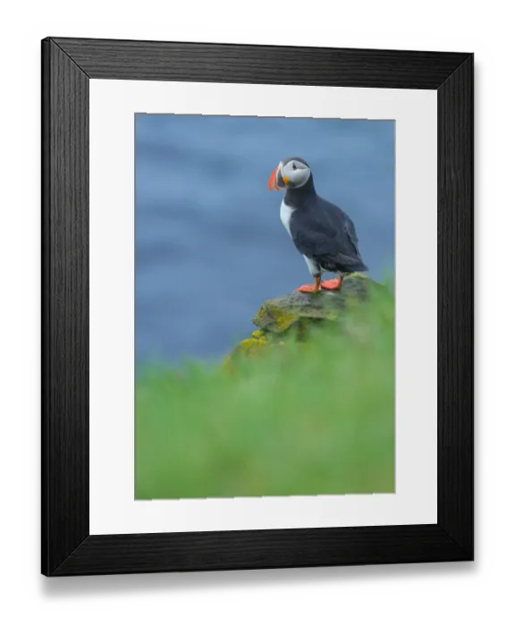 Framed Print : Atlantic Puffin at Latrabjarg, Iceland Framed Print : Atlantic Puffin at Latrabjarg, Iceland