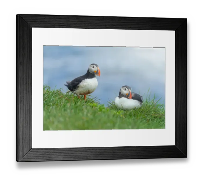 Framed Print : Atlantic Puffin at Latrabjarg, Iceland Framed Print : Atlantic Puffin at Latrabjarg, Iceland