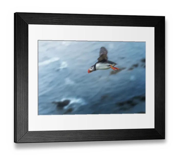 Framed Print : Flying Puffin at Latrabjarg, Iceland Framed Print : Flying Puffin at Latrabjarg, Iceland