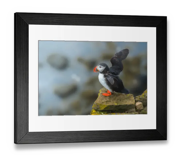 Framed Print : Puffin flapping wings on a cliff Framed Print : Puffin flapping wings on a cliff