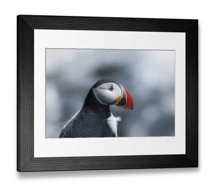 Framed Print : Puffin Headshot at Latrabjarg, Iceland Framed Print : Puffin Headshot at Latrabjarg, Iceland