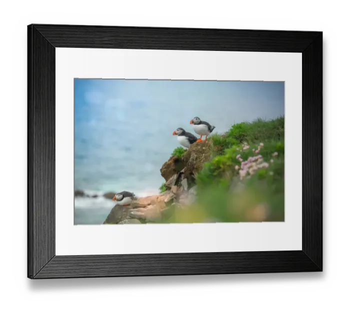Framed Print : 3 puffins on a cliff Framed Print : 3 puffins on a cliff