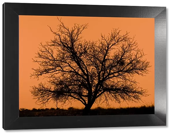 dead tree silhouette with orange background
