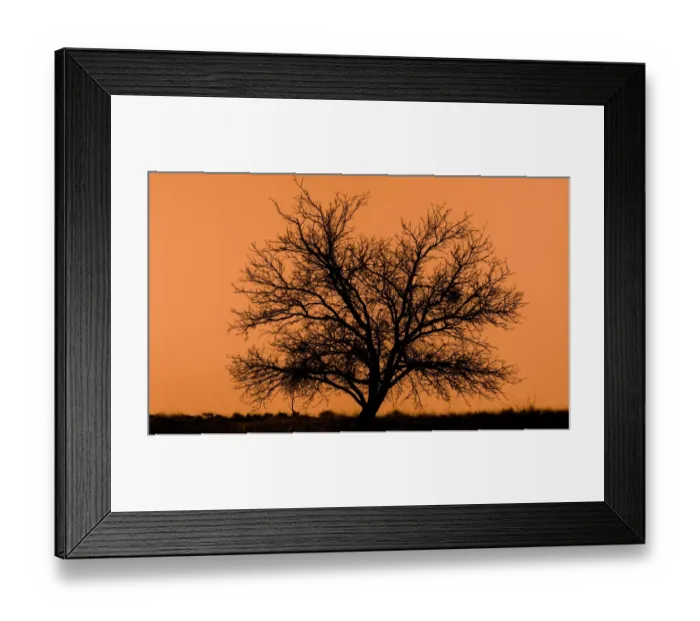 Framed Print : dead tree silhouette with orange background Framed Print : dead tree silhouette with orange background