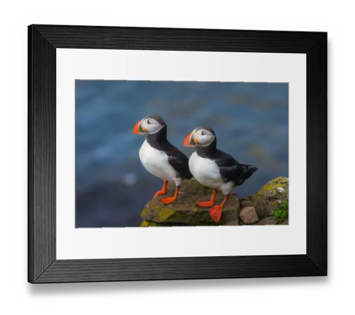 Framed Print : Puffin couple at Latrabjarg, Iceland Framed Print : Puffin couple at Latrabjarg, Iceland