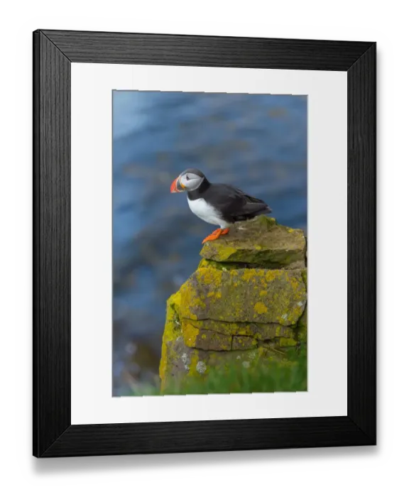 Framed Print : Atlantic Puffin at Latrabjarg, Iceland Framed Print : Atlantic Puffin at Latrabjarg, Iceland