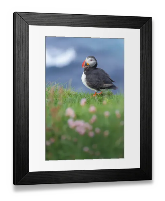 Framed Print : Atlantic Puffin at Latrabjarg, Iceland Framed Print : Atlantic Puffin at Latrabjarg, Iceland