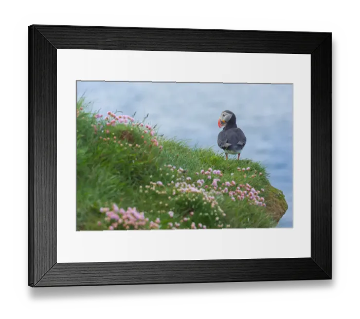 Framed Print : Atlantic Puffin at Latrabjarg, Iceland Framed Print : Atlantic Puffin at Latrabjarg, Iceland