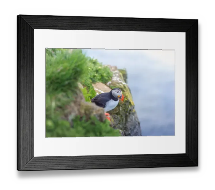 Framed Print : Puffin on a cliff at Latrabjarg, Iceland Framed Print : Puffin on a cliff at Latrabjarg, Iceland