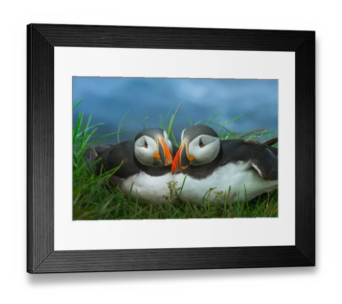Framed Print : couple Puffin at Latrabjarg, Iceland Framed Print : couple Puffin at Latrabjarg, Iceland