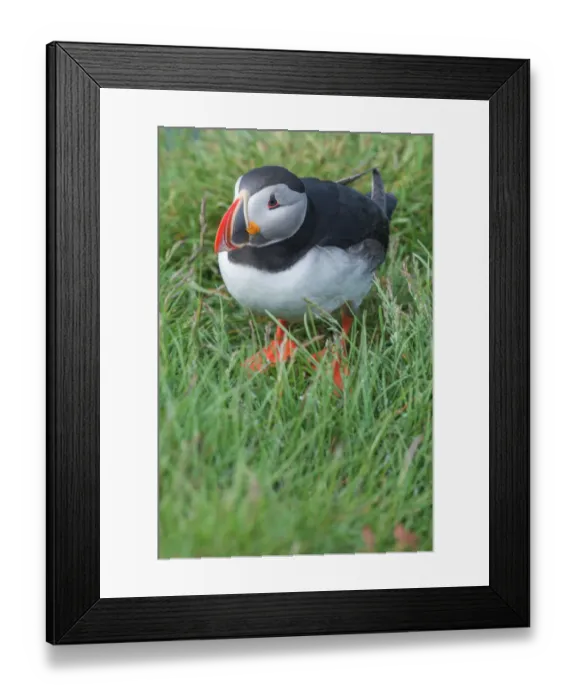 Framed Print : Atlantic Puffin with grass background at Latrabjarg, Iceland