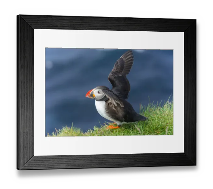 Framed Print : Puffin soaring wings at Latrabjarg, Iceland Framed Print : Puffin soaring wings at Latrabjarg, Iceland