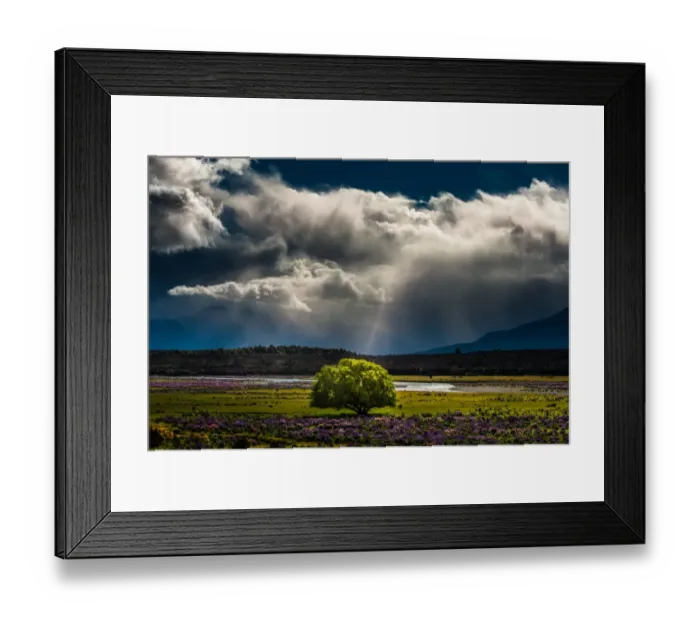 Framed Print : a single big tree in middle of Lupines field Framed Print : a single big tree in middle of Lupines field