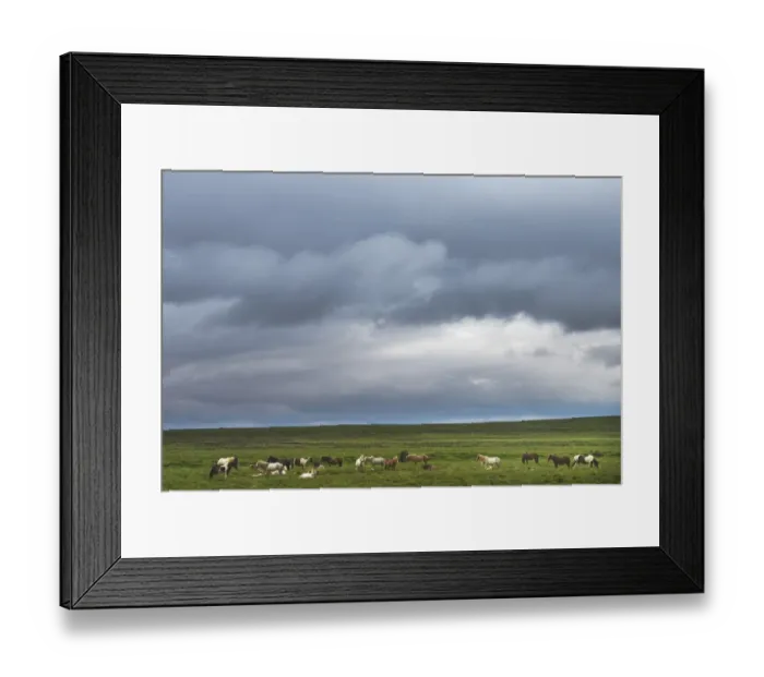 Framed Print : Icelandic horse herd on the gras field Framed Print : Icelandic horse herd on the gras field