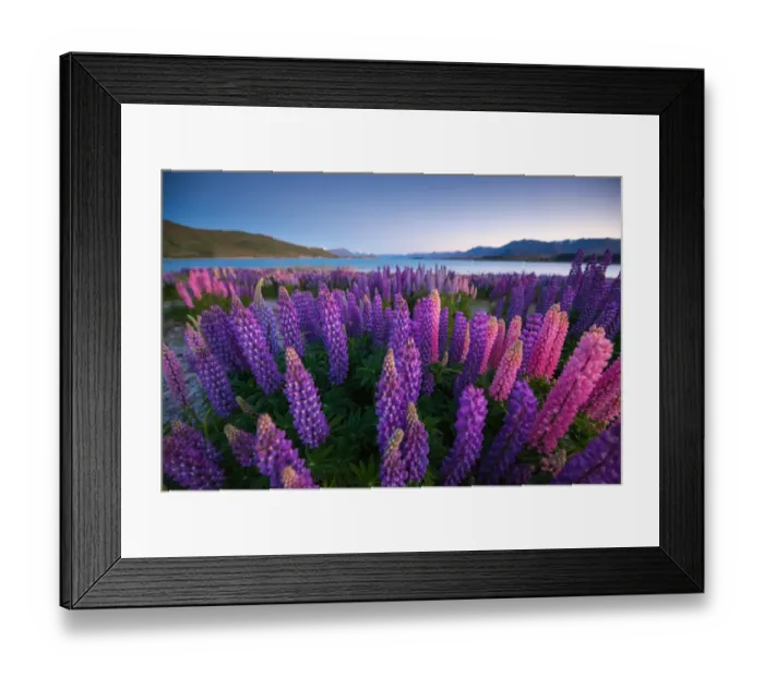 Framed Print : Beautiful lupines field over lake Tekapo Framed Print : Beautiful lupines field over lake Tekapo