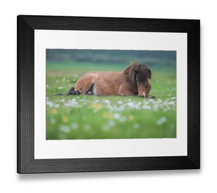 Framed Print : icelandic horse on the field