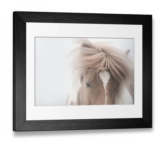 Framed Print : close up icelandic horse face Framed Print : close up icelandic horse face