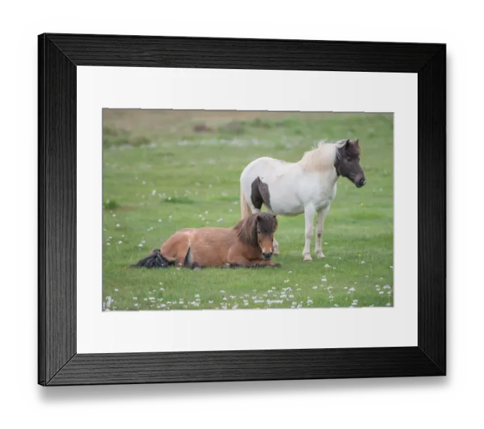 Framed Print : 2 icelandic horse on the field Framed Print : 2 icelandic horse on the field