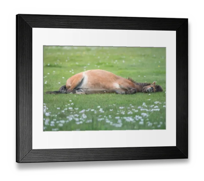 Framed Print : icelandic horse on the field