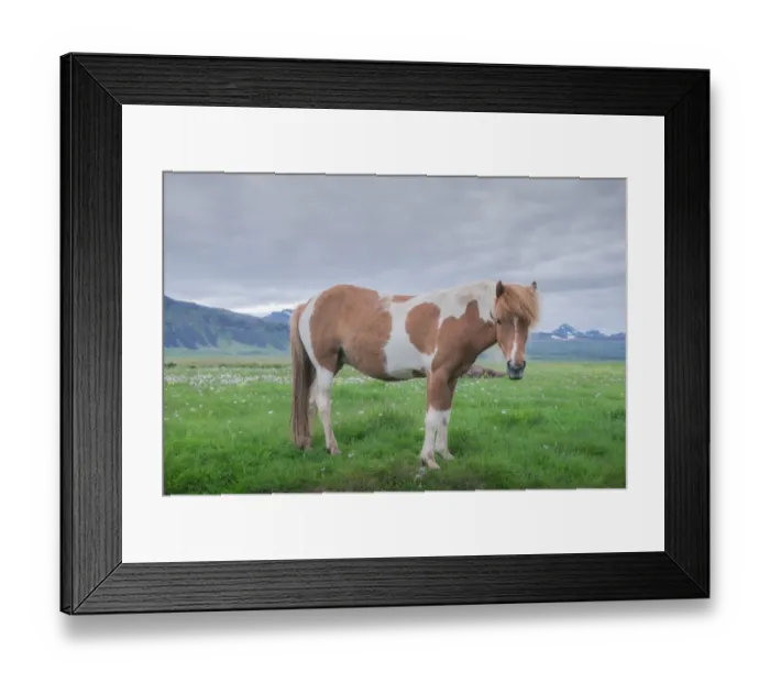 Framed Print : icelandic horse on the field