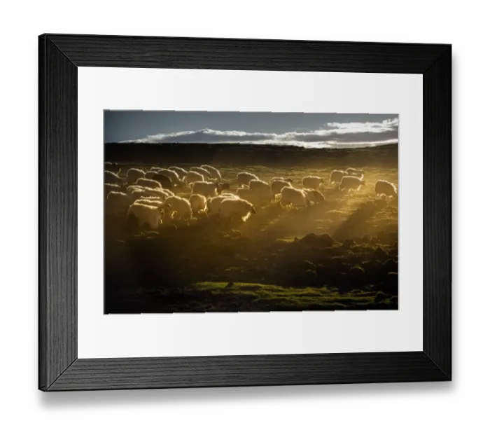 Framed Print : Sheep herd on grass