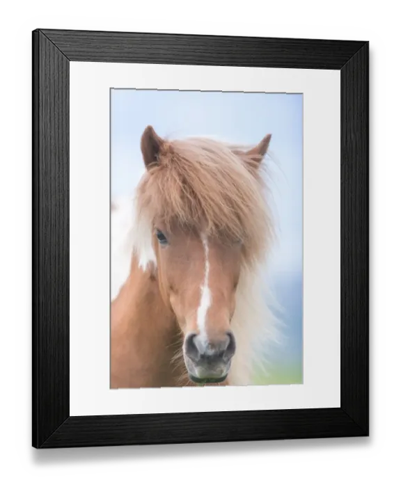 Framed Print : close up icelandic horse face Framed Print : close up icelandic horse face