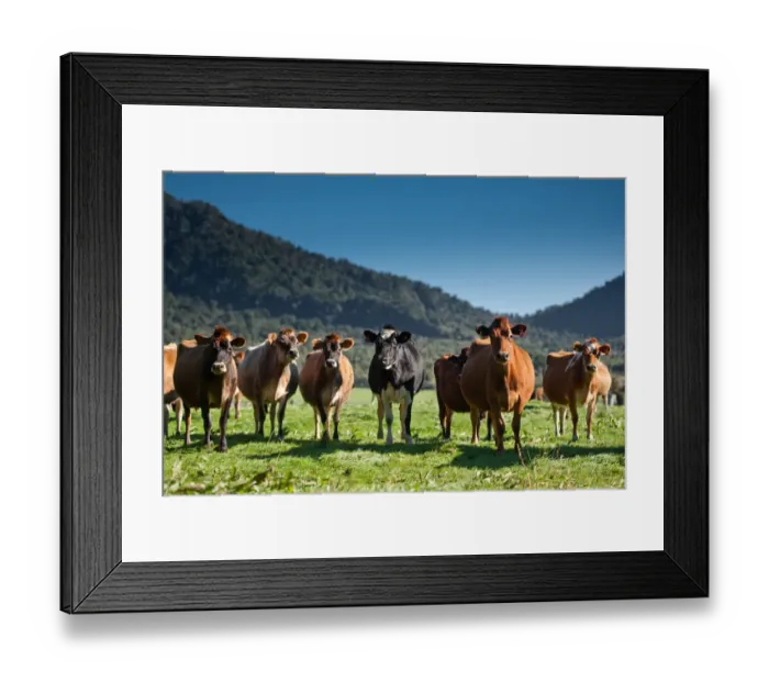 Framed Print : Herd of cow in field Framed Print : Herd of cow in field