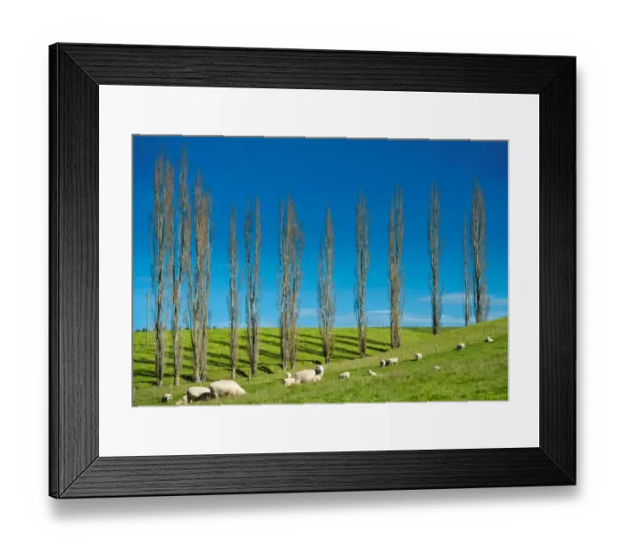 Framed Print : Sheep herd on hill with trees in background Framed Print : Sheep herd on hill with trees in background